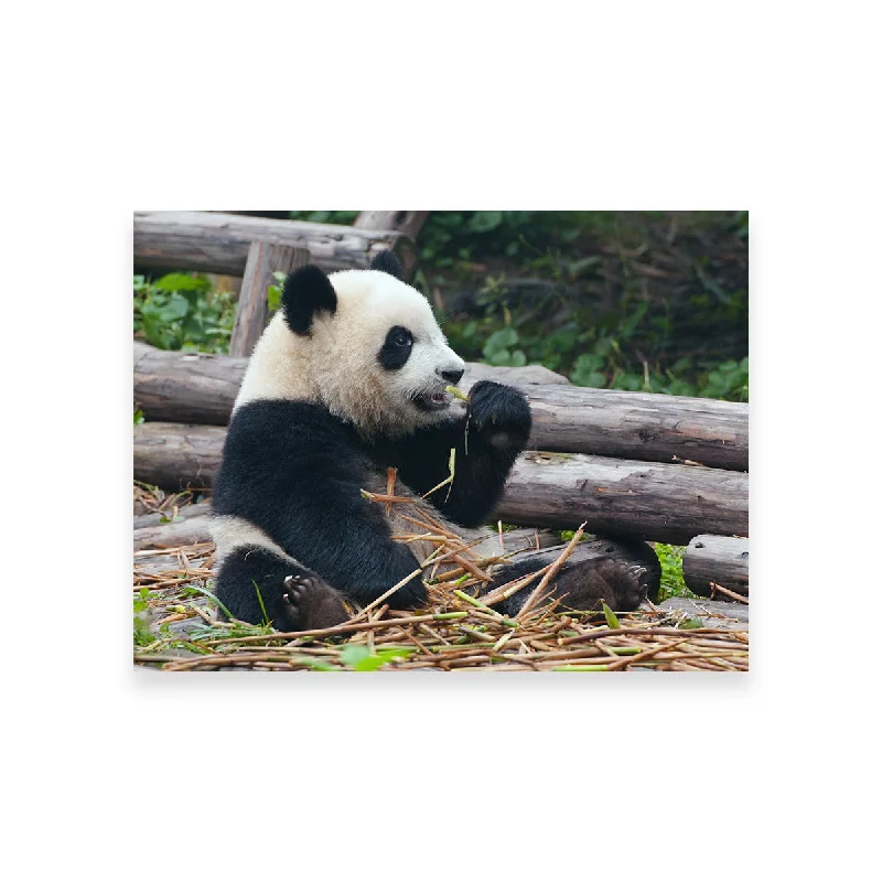 playful cityscape wall art for home-Panda Bear Eating Bamboo